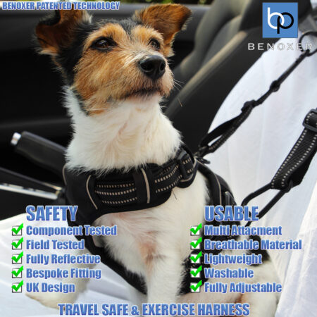 dog_wearing_harness